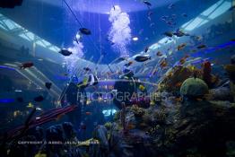 Image du Maroc Professionnelle de  Des hommes grenouilles s’activent au nettoyage du récif de corail de l’Aquadream, un aquarium massif de 1.000.000 L, conçu et construit par International Concept Management (ICM). Les visiteurs ont la possibilité de faire de la plongée sous-marine à l'intérieur de l'aquarium pour cela ils seront  accompagné par un instructeur professionnel, pour d’autre la possibilité de faire un tour à travers le centre pour découvrir environ 40 espèces différentes de poissons.  Située sur le Boulevard de la Corniche Boulevard de L'Océan Ain Diab, à Casablanca, Vendredi 16 Décembre 2011. (Photo / Abdeljalil Bounhar) 